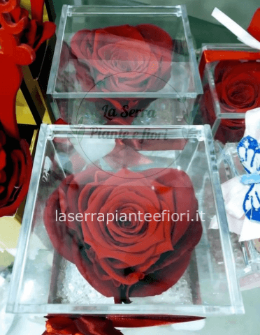 Rosa stabilizzata cubo