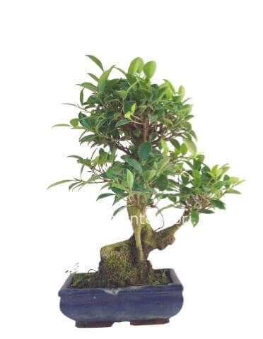 Bonsai piccoli