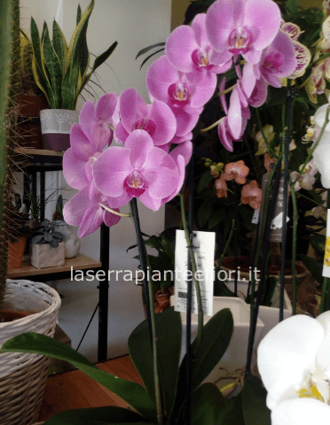 Pianta di Phaleonopsis, diversi colori a richiesta.