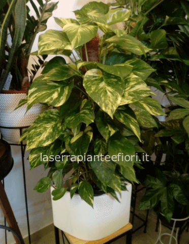 Photis medio (portavaso non compreso)