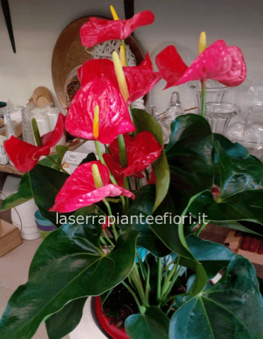 Anthurium Rosso, varie misure