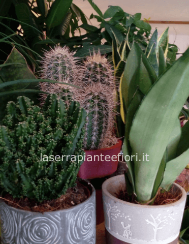 Pianta grassa con portavaso abbinato