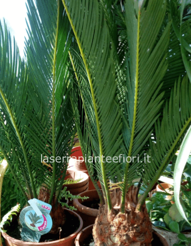 Cycas