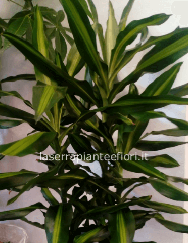 Dracena (tronchetto della felicità)