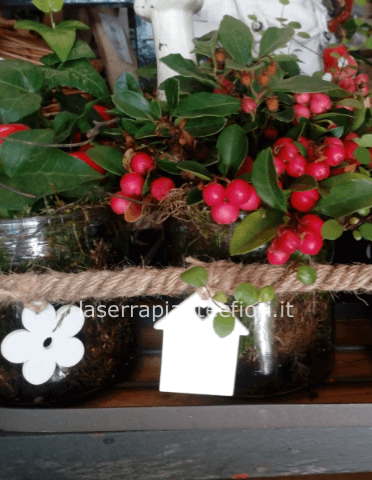 Tris piantine ornamentali su contenitore di ferro e vetro.