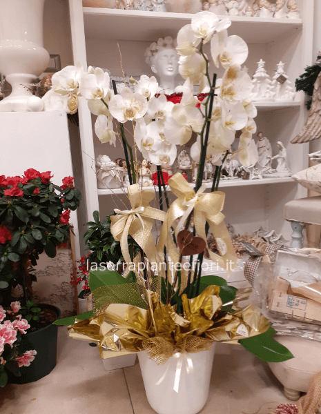 Phalenopsis 4 steli con portavaso in ceramica