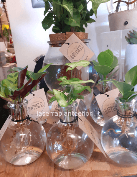 Piante Happiness idrocultura